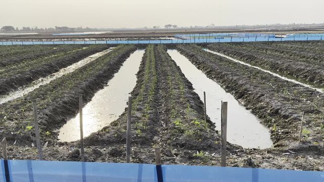 Agricultural raised beds with flooded irrigation trenches in rural farm