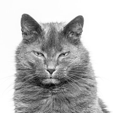 Black and white front-facing domestic cat portrait
