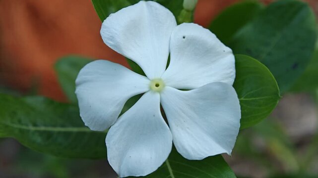 Macro of white Madagascar periwinkle flower plant with blurred nature on background. Also known as white Catharanthus roseus flower.
