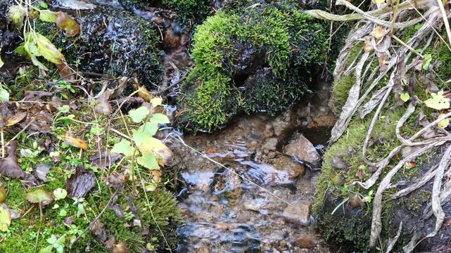 Clear Mountain Stream Flowing Through Moss Near Long Lake, Colorado Rockies