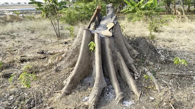 Large tree stump with massive root system in rural field