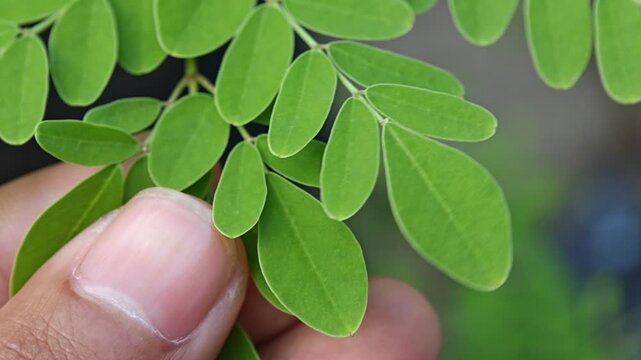 A man gently holding the leaves of Moringa oleifera plant, commonly known as Pokok Kelor or merunggai plant.