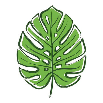 Green monstera deliciosa leaf illustration on white background