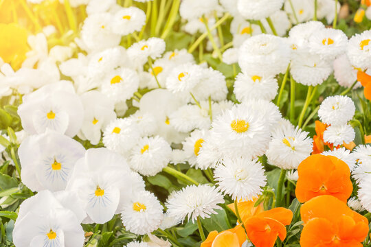 White English daisies or Bellis perennis pomponette with blurred background in the garden.