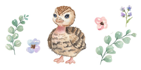 Cute watercolor chick - cute little baby pheasant turkey, brown bird character. Illustration for nursery, baby shower, children card, farm birds collection. © NATALIA