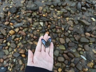 Close-up of open blue mussel shell filled with wet sand in a female palm, set against a blurred pebble beach background. © Карiна Дiденко