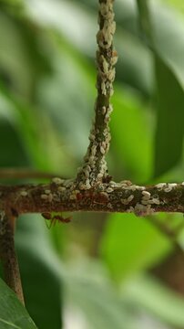 Macro of red Oecophylla smaragdina ants insect tending to scale insects on a tree branch with blurred nature on background at the garden