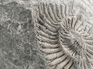 Macro texture of prehistoric ammonite fossil embedded in gray stone © Milena Wi