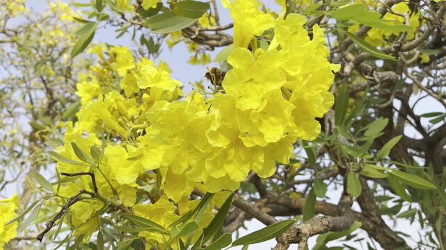 Vibrant yellow tabebuia flowers blooming on tree branch