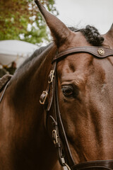 Vertical image of the head of a brown horse with braided mane and a brown leather bridle with gold accents outdoor at daytime with natural light. © Sanne