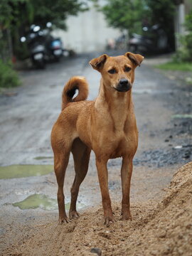 Indian Pariah dog standing alert on dirt road looking at camera
