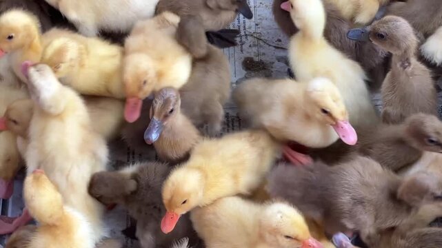 Adorable crowd of fluffy yellow and brown baby ducklings squeezed together, moving and jostling for space.