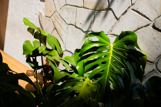 Plantas en Madrid