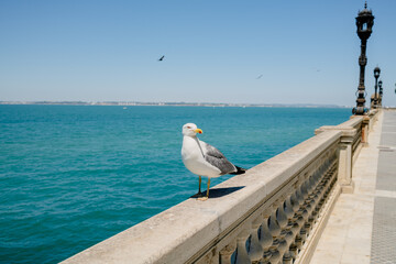 Gaviota en Cádiz © Fernando