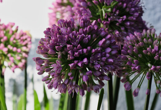 ornamental garlic blossom close up 
