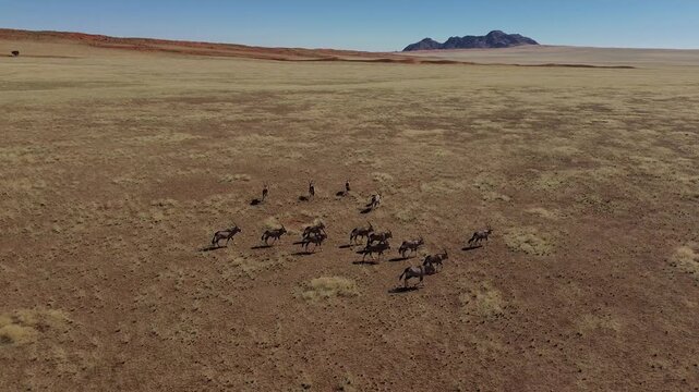 Oryx antelopes roam freely across the vast expanses of the African savanna. Drone view.