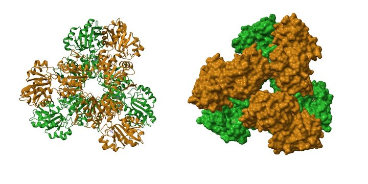 Crystal structure of human phosphoribosyl pyrophosphate synthetase 1. 3D cartoon and molecular surface models, chain id color scheme, pdb 2h06, white background