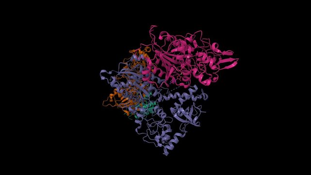 Cryo-EM structure of human DNA methyltransferase DNMT3A homo-tetramer. Animated 3D cartoon and molecular surface models, chain id color scheme, pdb 11oh, black background