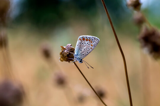 The butterfly (Polyommatus icarus) sits on a plant close-up