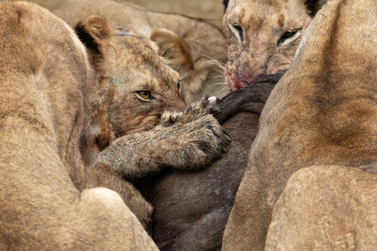 Close up of a pride of lions, panthera leo, feasting from the carcass of a wildebeest, Connochaetes taurinus mearnsi. Masai Mara, Kenya, during the annual great migration, when food is plentiful.