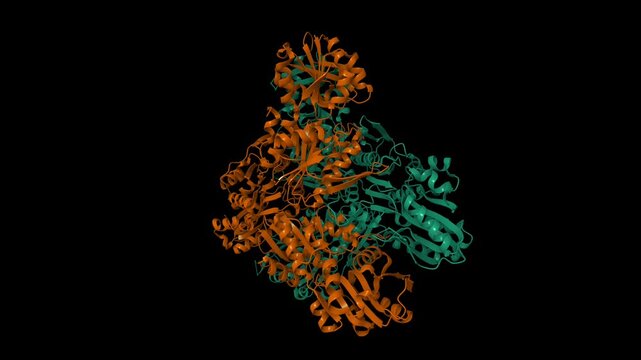 Crystal structure of human phosphoribosyl pyrophosphate synthetase 1. Animated 3D cartoon and molecular surface models, chain id color scheme, pdb 2h06, black background