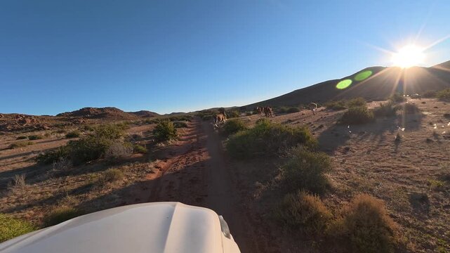 A white car is driving along a narrow, bumpy road with a poor surface in the African savanna. Sunset time.