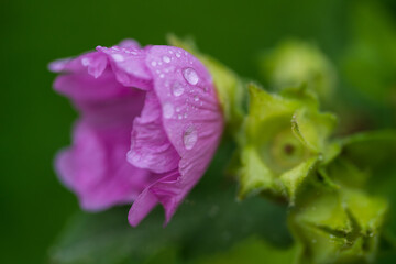 Wet pink flower petals sparkle with droplets beside an unopened green bud on a garden stem outside. Rich emerald bokeh surrounds this intimate macro close-up of a blooming mallow in soft daylight © Aimur