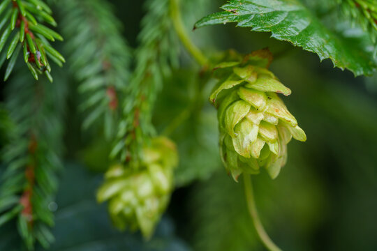 Ripening hops hang delicately among leafy foliage and fir needles in a lush garden during harvest season. Detailed texture of the cone-shaped flower stands out against a softly blurred green backdrop