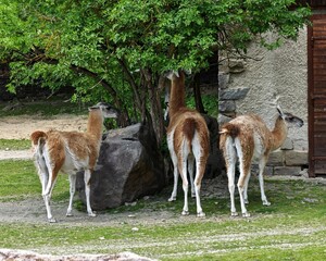 Fototapeta premium Three llamas standing by a tree in Jihlava Zoo Park, Czech Republic