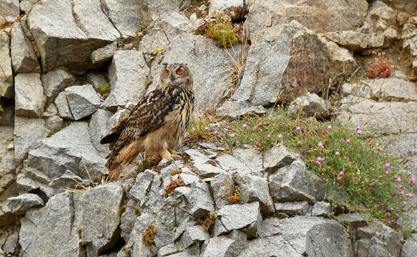 buho real en una cantera