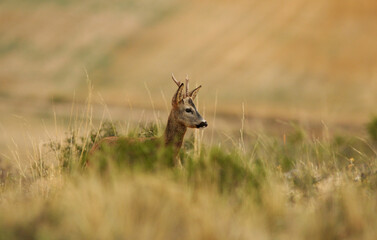 corzo © Juan Pablo Fuentes S