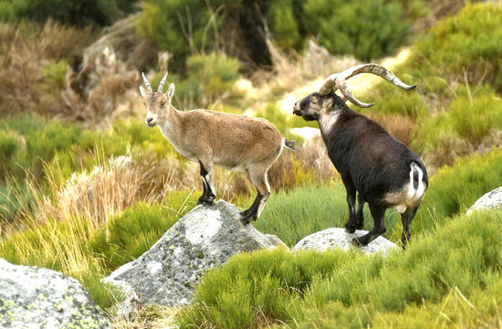 cabras monteses en gredeos