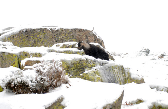 cabras monteses en gredeos