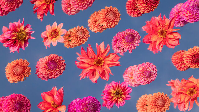 art with red, pink and orange dahlia flowers floating on mirror with blue sky