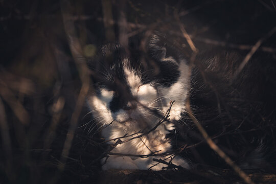 Katze