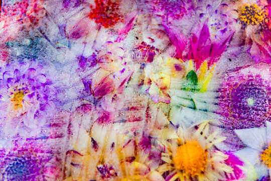 abstract background with frozen colorful dahlia and cosmos flowers in ice water