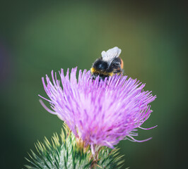 Hummel © Stephanie