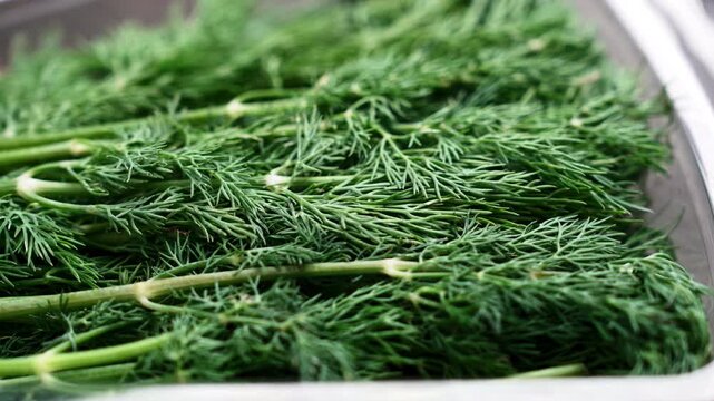 Fresh dill herb with delicate green feathery leaves and slender stems arranged inside a transparent plastic package. Culinary seasoning