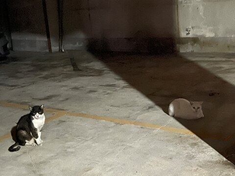 Two cats standing amidst light and shadow.