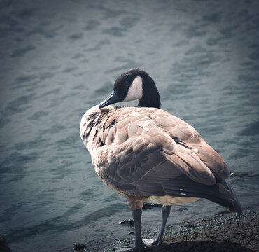 Am See