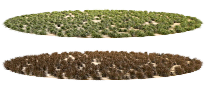 Nature green and dry grass meadows isolate backgrounds 3d render png