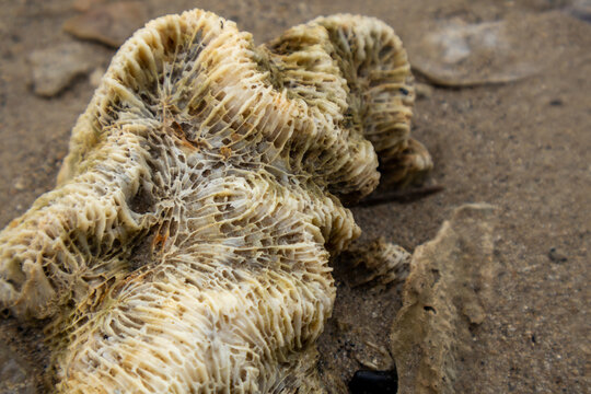 Close up shot of detailed ridged brain coral fossil fragment lying on wet sand shoreline.