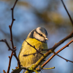 Eurasian blue tit perched on a thin tree branch in natural sunlight © Justin