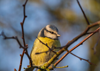 Eurasian blue tit perched on a thin tree branch in natural sunlight © Justin