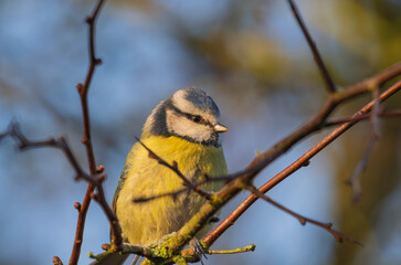 Eurasian blue tit perched on a thin tree branch in natural sunlight © Justin