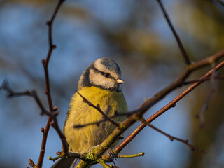 Eurasian blue tit perched on a thin branch in a natural forest setting © Justin