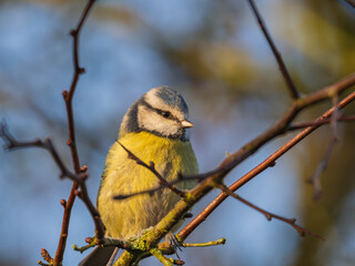 Eurasian blue tit perched on a thin tree branch in natural sunlight © Justin