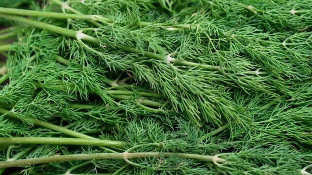 Fresh dill sprigs with lush green feathery leaves and delicate stems falling on wooden table. Aromatic culinary herb