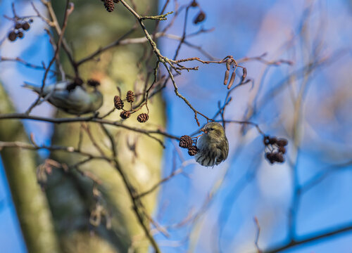 Eurasian siskin bird feeding on alder tree branches in winter