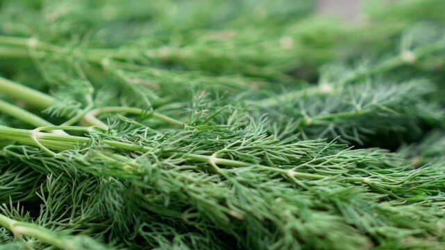 Fresh bunch of vibrant green dill sprigs (Anethum graveolens) falling on a cutting board close up. Culinary seasoning